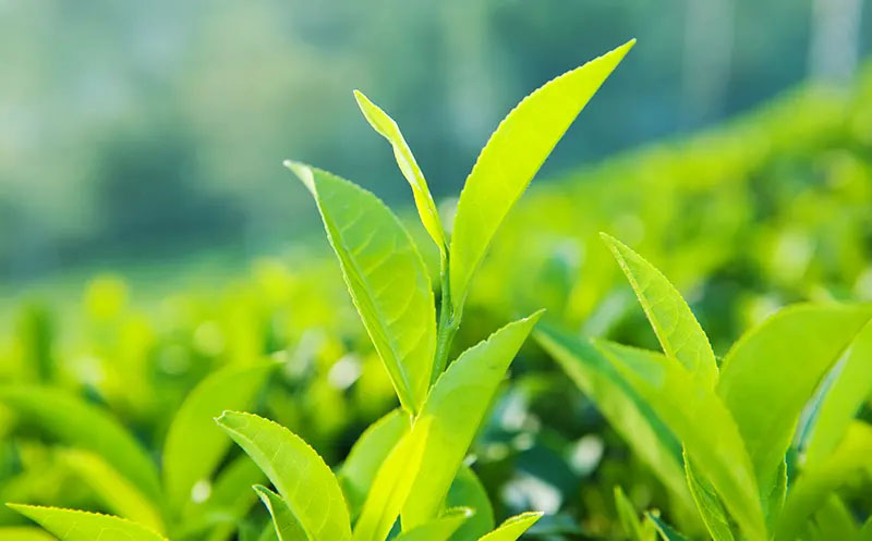 Khám Phá Lợi Ích Trà Xanh Cho Ngành Thực Phẩm Và Đồ Uống
