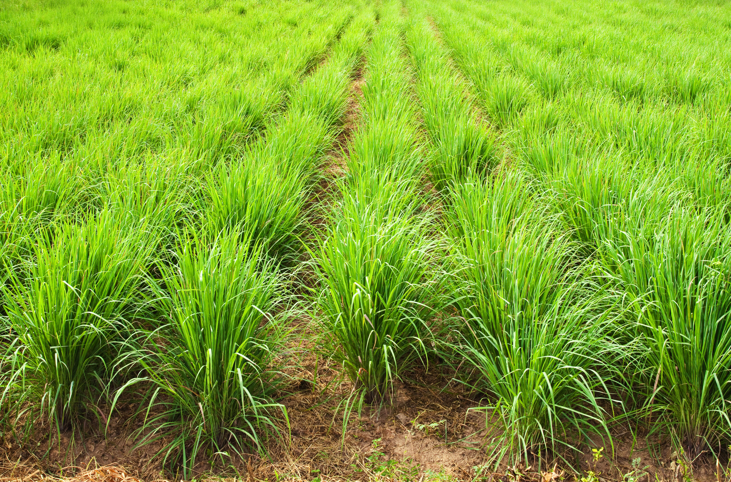 Tinh dầu Sả Java không chỉ giúp xua đuổi muỗi hiệu quả mà còn tạo cảm giác thư giãn và thoải mái
