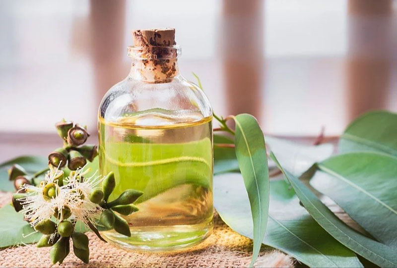 Top 5 Tinh Dầu Xông Phòng Hiệu Quả Cho Thời Tiết Ẩm Mưa Nhiều